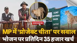 MP में चीतों की मौज Kuno National Park में चीतों के भोजन पर प्रतिदिन 35 हजार खर्च, सदन में गरमाई बहस