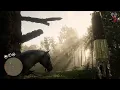 Complete Guide All Night Scented Orchid Locations in RDR2