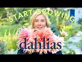 Download Lagu Get started with dahlias 🌿 A guide to the basics
