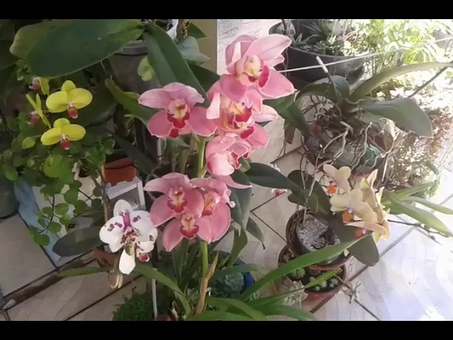 MANTER UMIDADE DO AR PARA AS ORQUÍDEAS