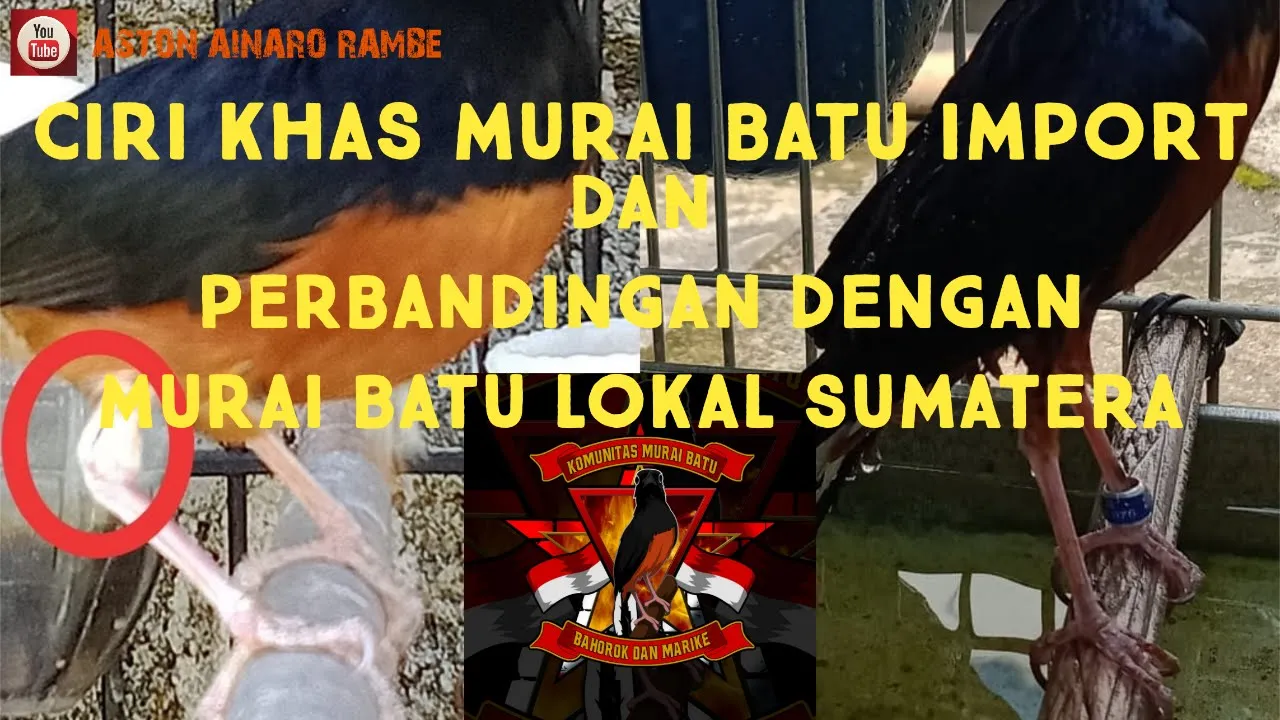 Murai Batu Import (LANCANG KUNING) Vs Lokal (SINGO EDAN)