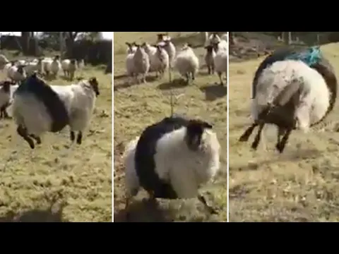 Sheep gets itself stuck in tyre swing