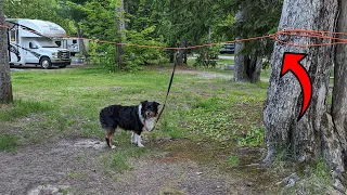 This Tie Out Trolley for Dogs is GREAT for Camping