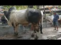 Download Lagu Bikin Geger Pasar !! Sapi Po Monster Hampir 1 Ton Dari Sleman !!