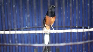 suara ngukluk murai murai batu lain langsung bongkar isian 7 voice of murai batu