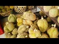 Download Lagu Berburu Durian Murah di Malang