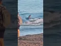 Download Lagu This is the terrifying moment a 7-foot SHARK swam full speed towards the shore 😳