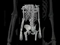 Download Lagu The Strongest BONE in the HUMAN BODY! 🦴
