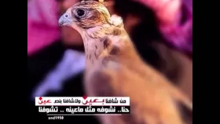 شيلة  من شافنا بعين ولا شافنا بنص عين دندنها