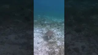 A clip from a video where we sail to Tobago Cays, link below to full episode,#svsaracenstravels