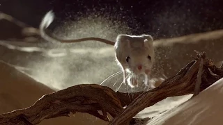 Desert Fox Hunts A Lesser Jerboa Wild Arabia BBC Earth