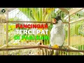 Download Lagu Pancingan Kutilang Tercepat Di Pagi Hari - Suara Kutilang Pikat Super Gacor Isian Variasi