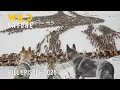 Download Lagu YUKON WILDERNESS | The Migration Journey and the Timeless Struggle for Survival #naturedocumentaries