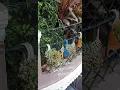 Download Lagu Terrace Garden.   #shortvideo#youtubeshorts#viral#shors#ytsh rts#mukund