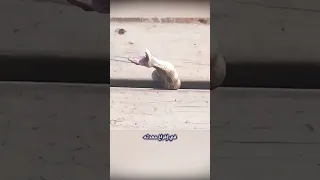 شاهد اغرب ما يفعله الثعبان لتعزيز قدرته على الهروب Shorts 