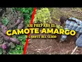 Asi preparo el CAMOTE AMARGO o camote del cerro