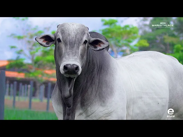 Touro Nelore MLML - 2078