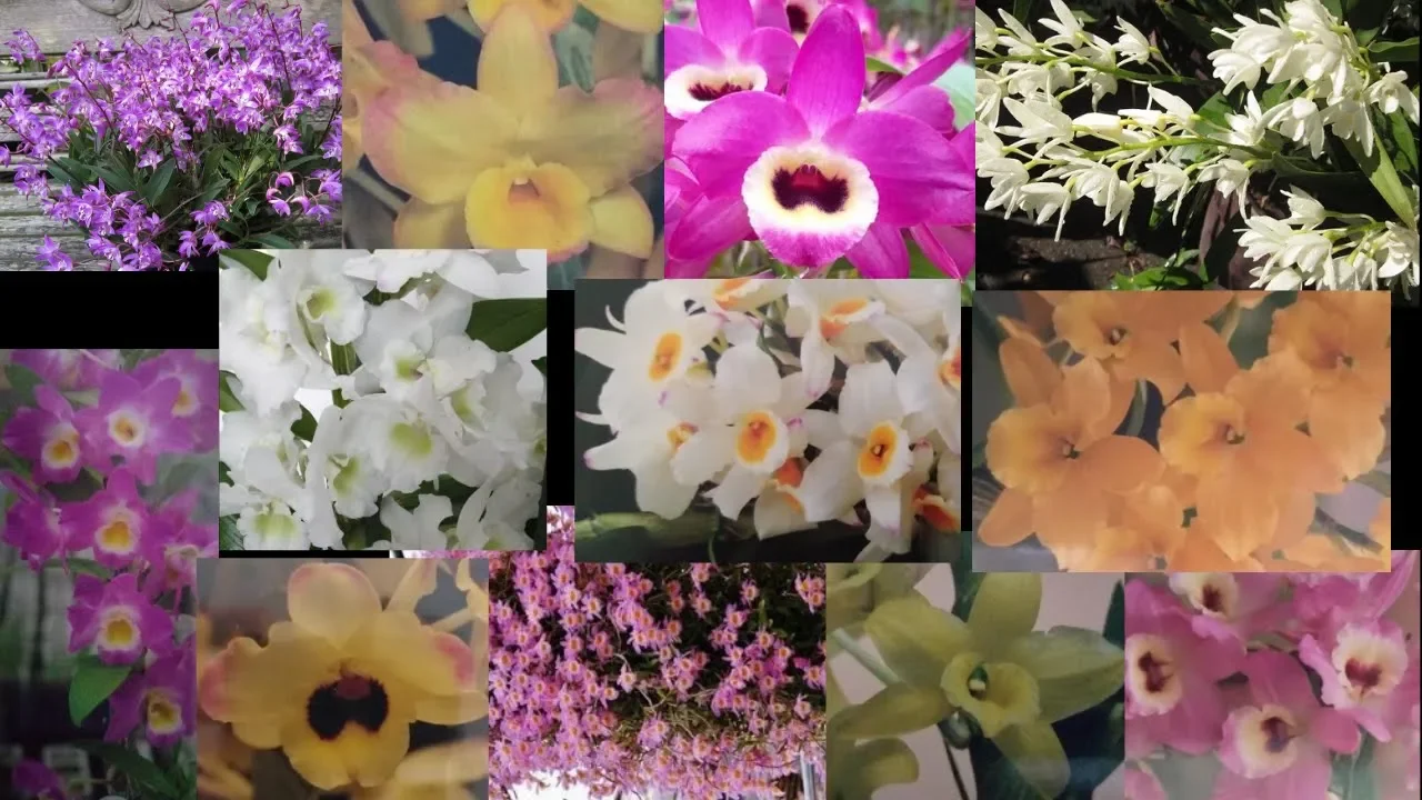 KIT COM 13 ORQUÍDEAS DENDROBIUM COM IDENTIFICAÇÃO