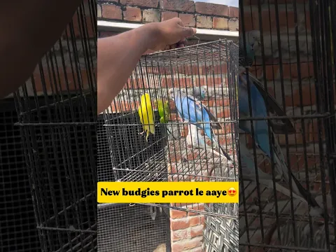 New budgies parrot le aaye 😍 #minivlog #breedingpair #viral #pets #budgies #birds #kabutar #pigeon