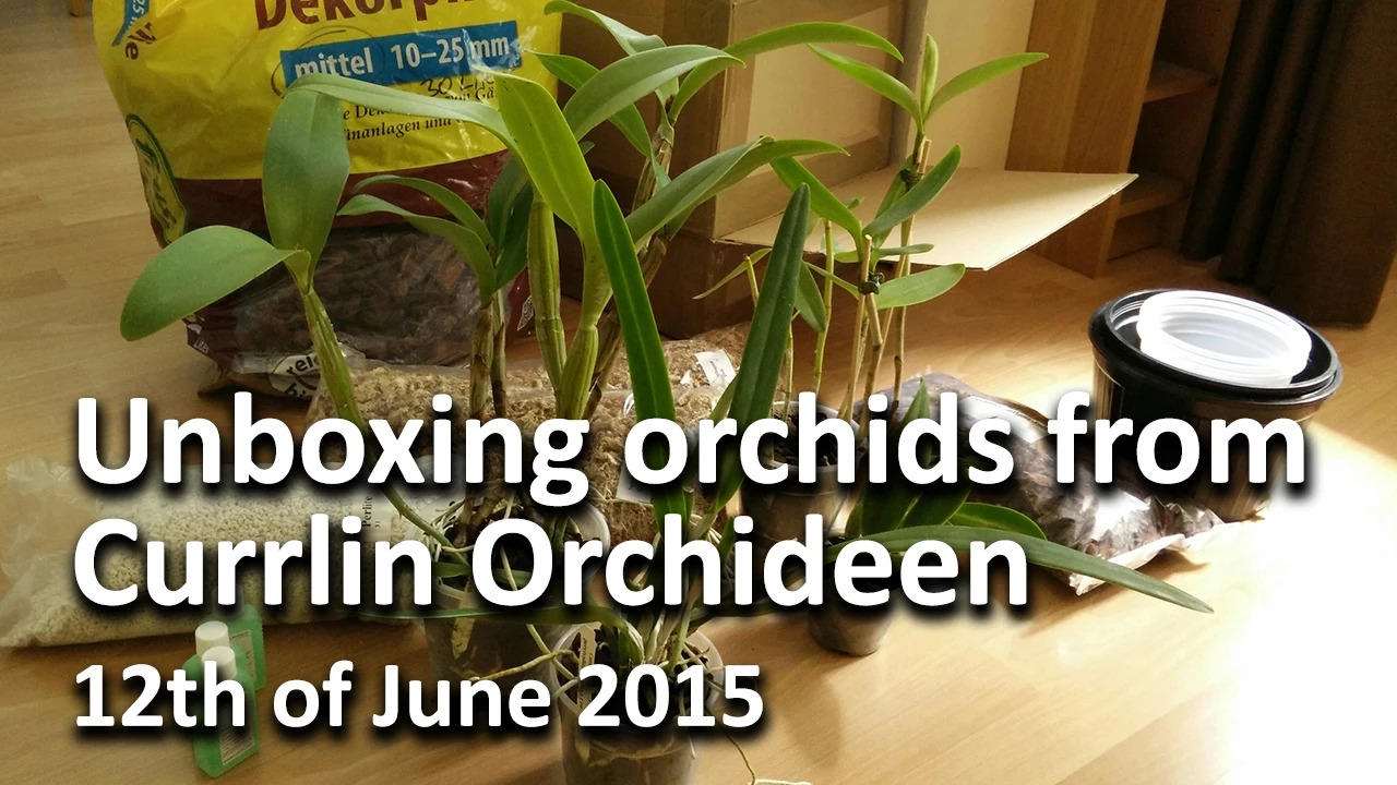 UNBOXING ORCHID HAUL FROM CURRLIN ORCHIDEEN, 12TH JUNE 2015