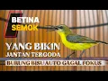 Lagu 🔴AMPUH‼️ SUARA SOGON BETINA GACOR YANG BIKIN JANTAN BIRAHI AUTO GACOR #sogon #sogonbetina 