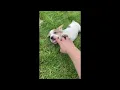 Leela Beabull Puppy Beagle and French Bulldog Mix
