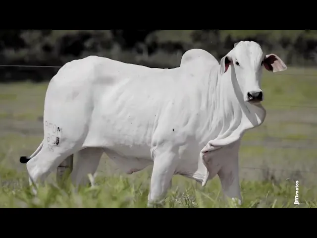 Novilha Nelore AFOM - 5858