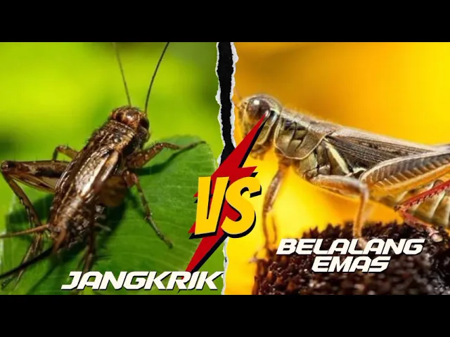 Download MP3 Masteran Jangkrik vs Belalang Emas terbaik untuk Burung Ocehan Jernih dan mudah di serap