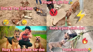 Download Cow Ka Per Tod Diya Kise n😢|| Roxy K Sath Prank Kar Diya Rock Ki Sath Mil Kar || Prank Successful🤣 MP3