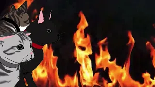 Hollyleaf Finds Out She S Adopted 