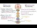 Spinothalamic Tract and Dorsal Column Medial Lemniscus Pathway Ascending Tracts of the Spinal Cord