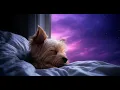 Adorable Yorkie Puppy Sleeping Soothing Relaxing Music for Stress Relief
