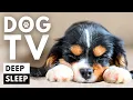 DOG TV Sleep Time featuring ADORABLE Cavalier King Charles Spaniels