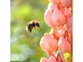 The Bumblebee Professor II The life cycle of the bumblebee