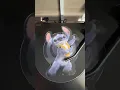 Download Lagu “Lilo and Stitch” live action picture disc