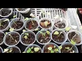 How Pot Size Affects Papaya Growth - Side by Side Comparison