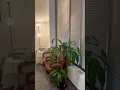 Red Rose Massage Sp