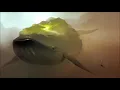 Silent Whale Becomes A° Dream - Sweet Burning Melancholia