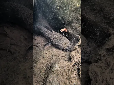 Mancing Channa Hutan Besar Yang Hitam