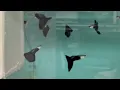 Download Lagu Kwartler’s New Video: Guppies and Breeders