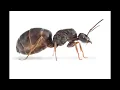 Download Lagu Ants Life - night 91 - Lasius Niger Colony - Ant farm, Formicarium - Live Webcam