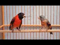 Lagu Canto pintassilgo venezuelano tarim sedutora fêmea - Suara burung red siskin