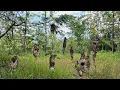 Download Lagu eedann, Sarang burung sogok ontong melimpah disini,, auto panen !!!!!!