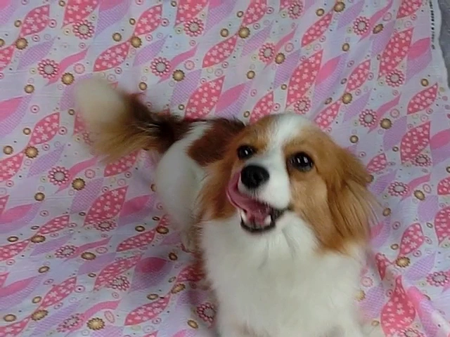 動画