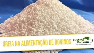 Ureia na alimentação de bovinos