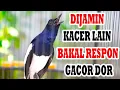 Download Lagu DIJAMIN KACER LAIN BAKAL RESPON GACOR DOR, dengar Pancingan Kacer GACOR INI,