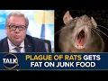 Download Lagu Plague Of Giant Rats ENGORGING On Junk Food