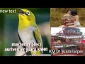 Masteran Pleci Auriventer KM01 Auriventer juara