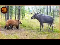 Lagu Grizzly Bear Attack | Deadliest Grizzly Bear Attacks Ever Caught On Camera | Wild Animals