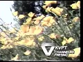 KVPT Channel 18 Fresco Bumper